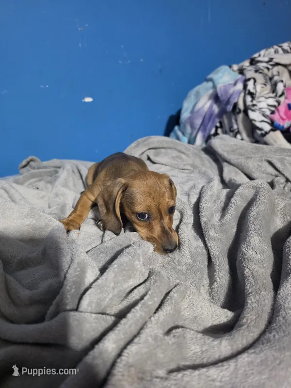 Daddy lion  – Miniature Dachshund puppy for sale in Hastings, MN