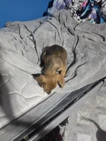 Red rose, a male Miniature Dachshund for sale in Hastings, MN – 4 of 5