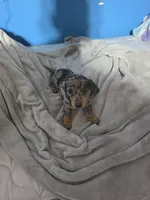 Rose, a female Miniature Dachshund for sale in Hastings, MN – 4 of 5