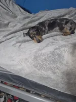 Daisy, a female Miniature Dachshund for sale in Hastings, MN – 4 of 5