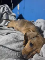 Daddy lion , a male Miniature Dachshund for sale in Hastings, MN – 3 of 5