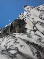 Lily , a female Miniature Dachshund for sale in Hastings, MN – 3 of 5
