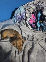 Daddy lion , a male Miniature Dachshund for sale in Hastings, MN – 5 of 5