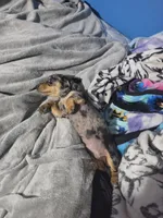 Lotus., a female Miniature Dachshund for sale in Hastings, MN – 3 of 5