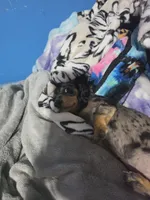 Lotus., a female Miniature Dachshund for sale in Hastings, MN – 5 of 5