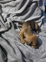 Daddy lion , a male Miniature Dachshund for sale in Hastings, MN – 4 of 5