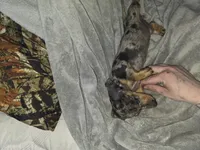 Rose, a female Miniature Dachshund for sale in Hastings, MN – 5 of 5