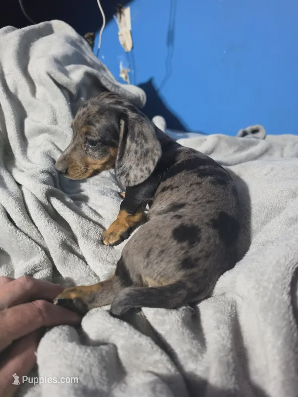 Lily  – Miniature Dachshund puppy for sale in Hastings, MN