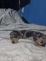 Daisy, a female Miniature Dachshund for sale in Hastings, MN – 2 of 5