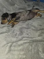 Daisy, a female Miniature Dachshund for sale in Hastings, MN – 5 of 5