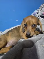 Red rose, a male Miniature Dachshund for sale in Hastings, MN – 3 of 5