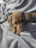 Daddy lion , a male Miniature Dachshund for sale in Hastings, MN – 2 of 5