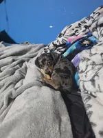 Lotus., a female Miniature Dachshund for sale in Hastings, MN – 2 of 5