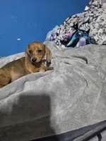 Red rose, a male Miniature Dachshund for sale in Hastings, MN – 5 of 5