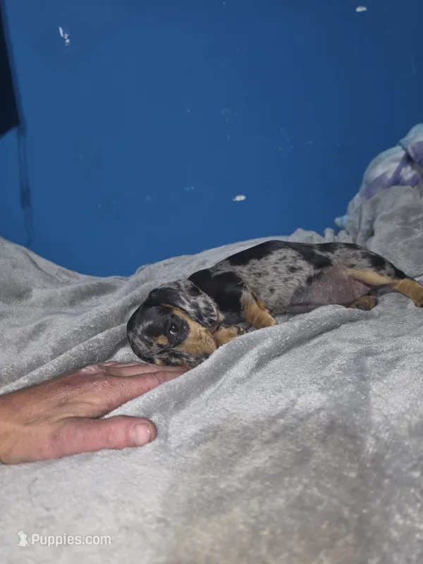 Daisy – Miniature Dachshund puppy for sale in Hastings, MN