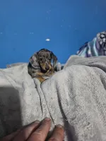 Rose, a female Miniature Dachshund for sale in Hastings, MN – 3 of 5