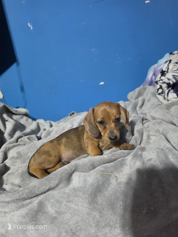 Red rose – Miniature Dachshund puppy for sale in Hastings, MN