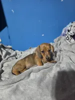 Red rose, a male Miniature Dachshund for sale in Hastings, MN – 1 of 5