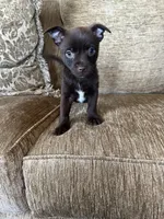 Roscoe, a male Chorkie for sale in Connersville, IN – 3 of 3
