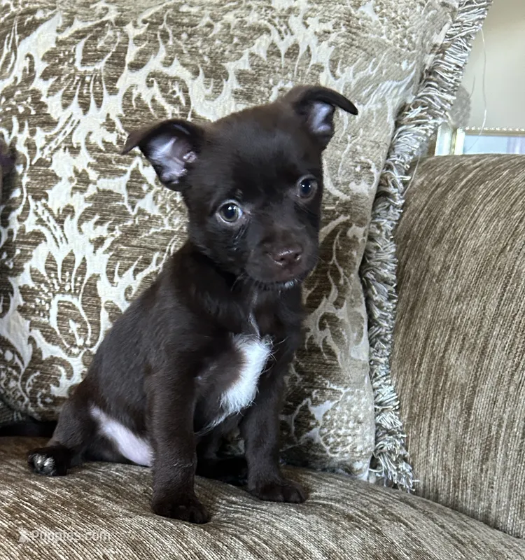 Roscoe – Chorkie puppy for sale in Connersville, IN