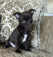Roscoe, a male Chorkie for sale in Connersville, IN – 1 of 3
