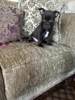 Roscoe, a male Chorkie for sale in Connersville, IN – 2 of 3