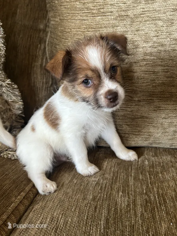 Winston – Chorkie puppy for sale in Connersville, IN