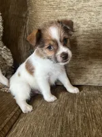 Winston, a male Chorkie for sale in Connersville, IN – 1 of 1