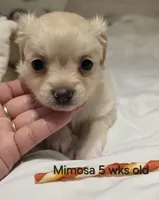 Mimosa, a female Chihuahua for sale in Deltona, FL – 1 of 10