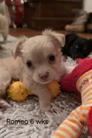 Romeo, a male Chihuahua for sale in Deltona, FL – 4 of 10