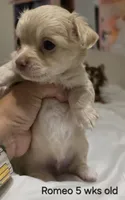Romeo, a male Chihuahua for sale in Deltona, FL – 6 of 10