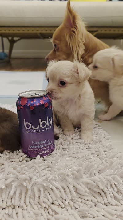 Romeo, a male Chihuahua for sale in Deltona, FL – 10 of 10