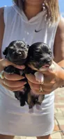 Tucker (Tux), a male Chihuahua for sale in Deltona, FL – 6 of 8
