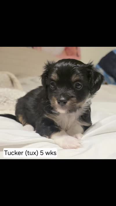 Alpha, a male Chihuahua for sale in Deltona, FL – 10 of 10