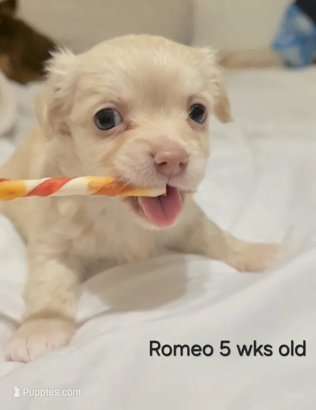 Romeo – Chihuahua puppy for sale in Deltona, FL