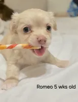 Romeo, a male Chihuahua for sale in Deltona, FL – 3 of 10
