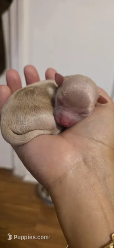 Alpha – Chihuahua puppy for sale in Deltona, FL