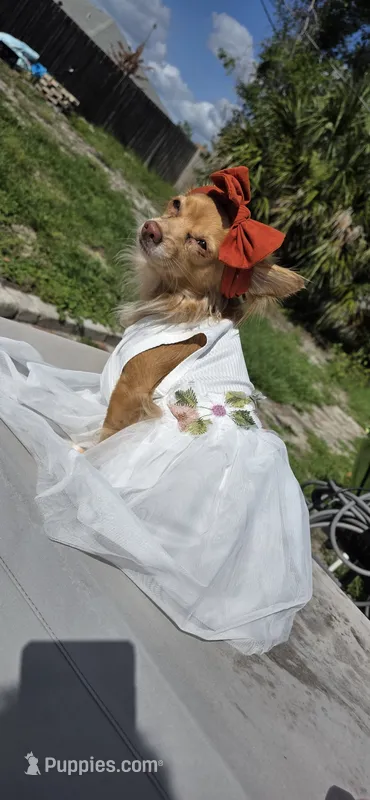 Lumi – Chihuahua puppy for sale in Deltona, FL