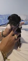 Tucker (Tux), a male Chihuahua for sale in Deltona, FL – 2 of 8