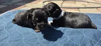 Tucker (Tux), a male Chihuahua for sale in Deltona, FL – 5 of 8