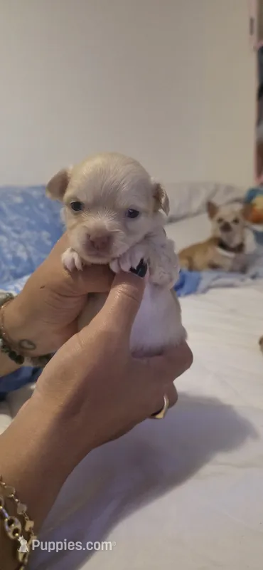 Romeo – Chihuahua puppy for sale in Deltona, FL