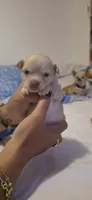 Romeo, a male Chihuahua for sale in Deltona, FL – 7 of 10