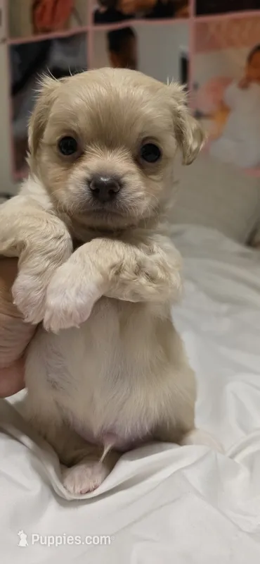 Alpha – Chihuahua puppy for sale in Deltona, FL