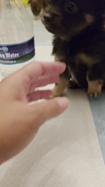 Romeo, a male Chihuahua for sale in Deltona, FL – 5 of 10