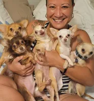 Mimosa, a  Chihuahua for sale in Deltona, FL – 5 of 7