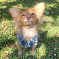 Lumi, a  Chihuahua for sale in Deltona, FL – 2 of 4