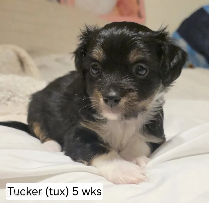 Tucker (Tux) – Chihuahua puppy for sale in Deltona, FL