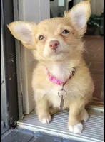 Lumi, a  Chihuahua for sale in Deltona, FL – 3 of 4