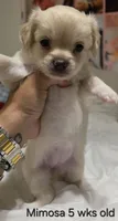 Mimosa, a female Chihuahua for sale in Deltona, FL – 2 of 10