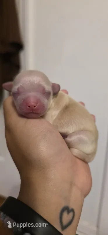 Romeo – Chihuahua puppy for sale in Deltona, FL
